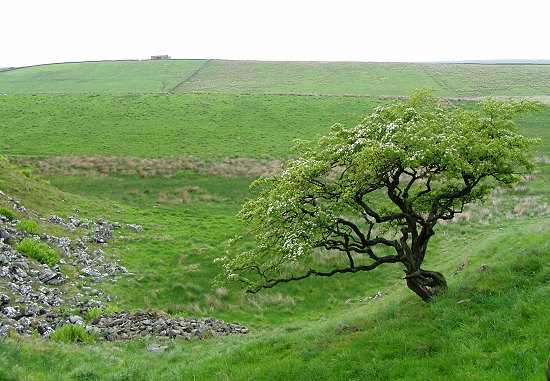 dayfive-treehill
